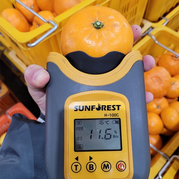 [보름데이] [선물세트] 천혜향 실속,고급 선물세트