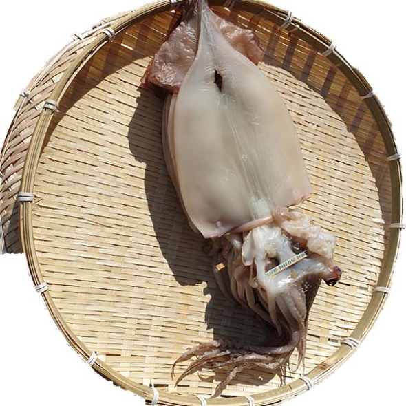 반건조 오징어