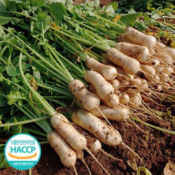 아삭아삭 달콤시원 총각김치(푸)