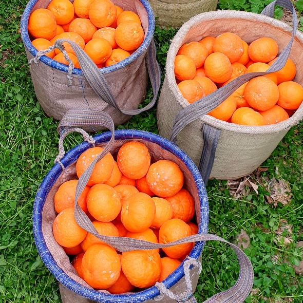 [★특별할인]새콤달콤 감귤 제주 고당도 꿀 레드향 2kg 3kg 5kg