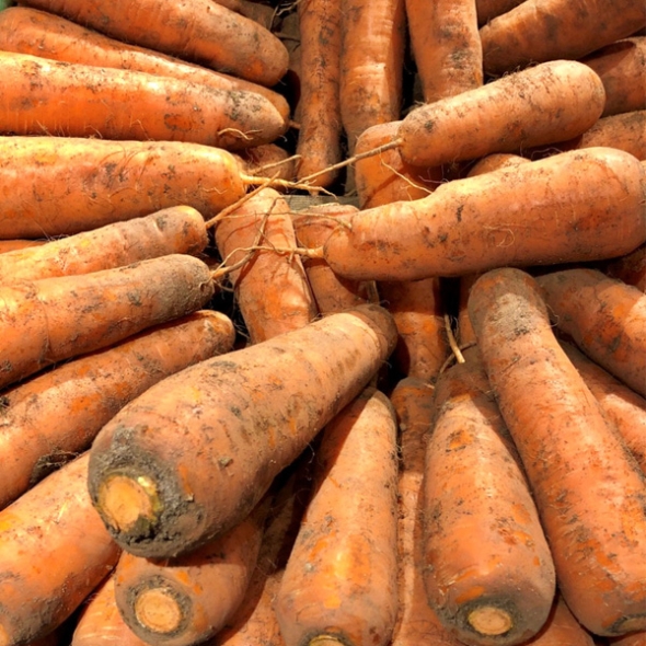 [농협] 한아름드린 흙당근 2kg/3kg/5kg/10kg(상)