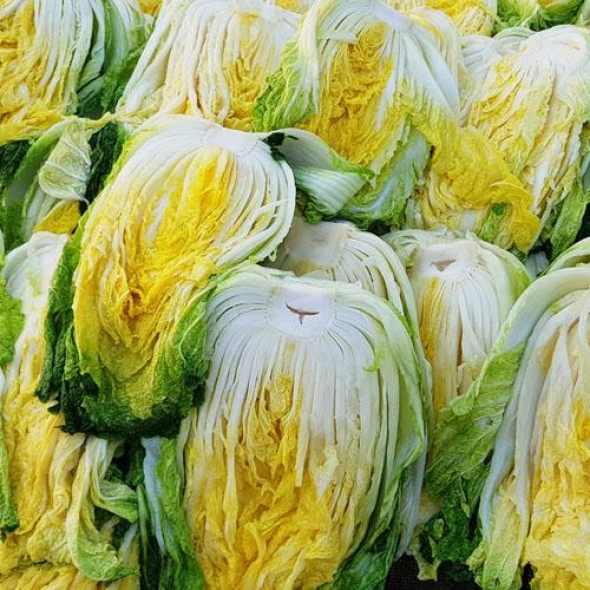 [예약배송] [강원도 고랭지_HACCP] 4차세척/속이꽉찬 절임배추 20kg(8-10포기)