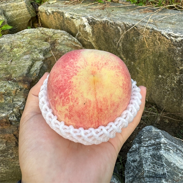 식감이 매력적인 설아 /설리복숭아 (푸)