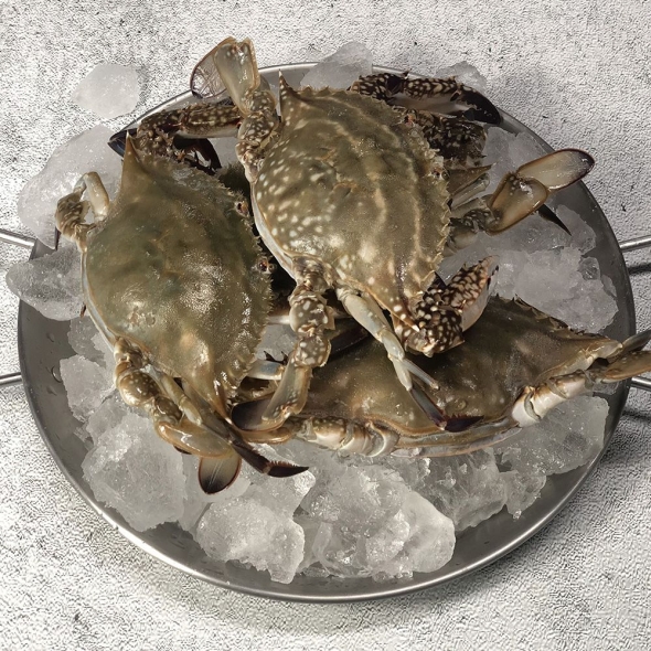 [오커늘푸] 살아있는 숫꽃게 1~3kg