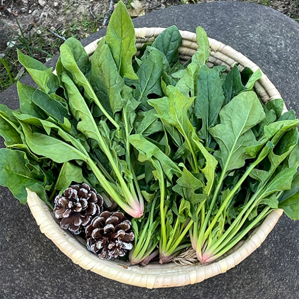 [만원의 행복] 포항 영해초 시금치