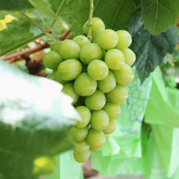 [고당도 샤인머스켓] 씨없는 고당도 샤인머스켓 2kg [3수/4수]