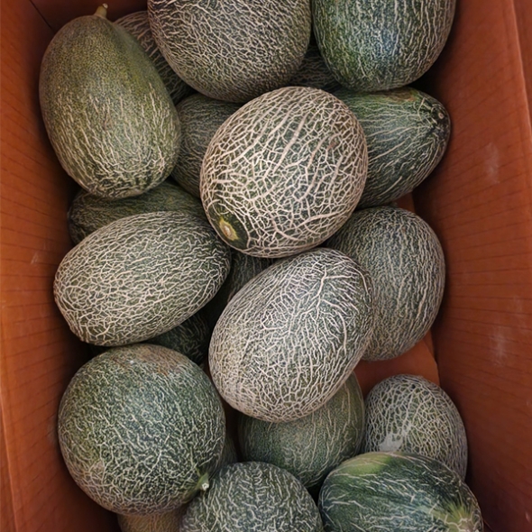 [오커최고] 진한 하미과 메론 주황빛 멜론 2kg 5kg