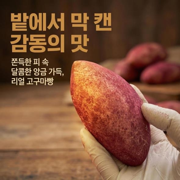  바이블룸 수제 고구마빵 10개입 보냉백  영양간식