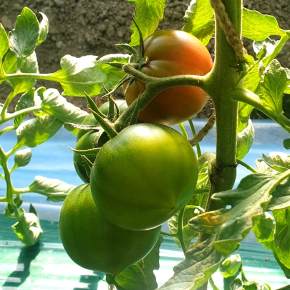 [GAP인증] 농장직송 대저 짭잘이 토마토 2.5kg