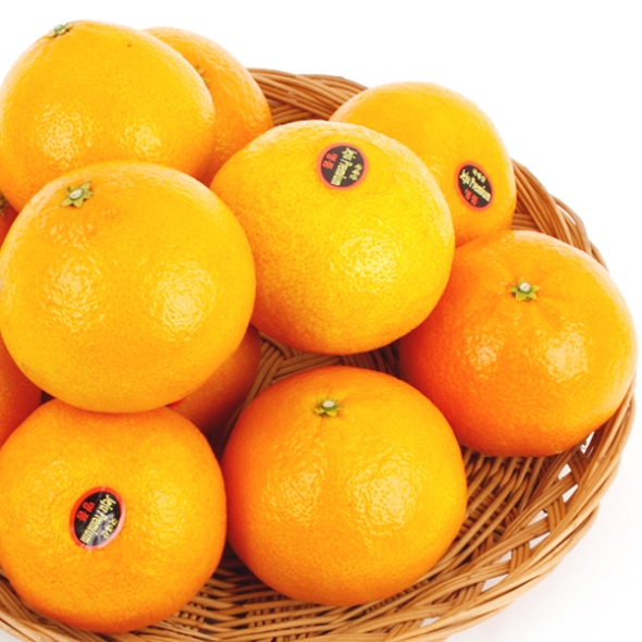 [농협공판장] 정성드린 제주 황금향 3kg(11-15과)