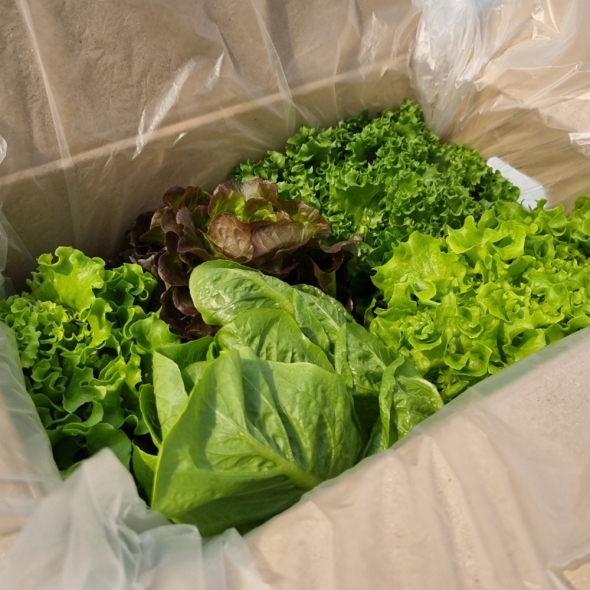무농약 GAP인증 유로피안 샐러드 1kg/2kg/3kg