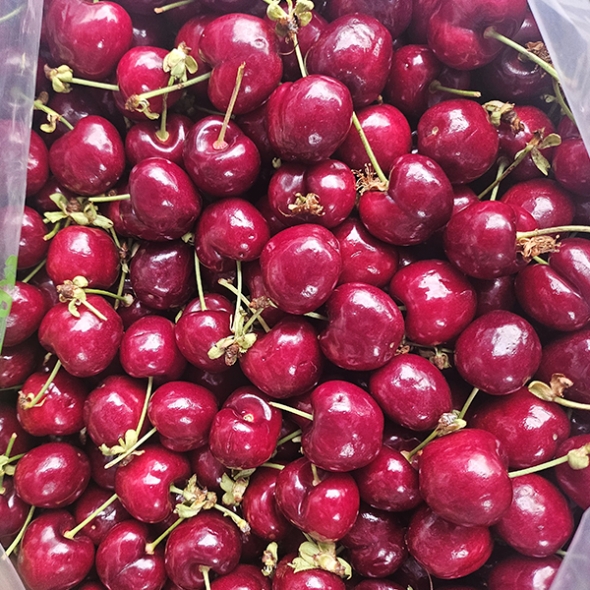 [신한카드 할인] 프리미엄 생체리(푸)