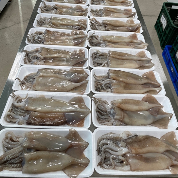 [오커최고] 손질 통오징어 2미 220g