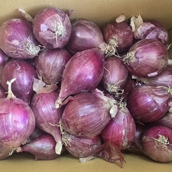 [뜰안애] 보석 자색양파 3kg/5kg(대사이즈)