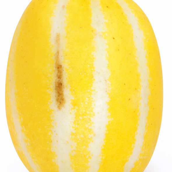 [과일] 과즙팡팡 수분가득 가정용 성주참외 1kg/2kg/3kg/5kg