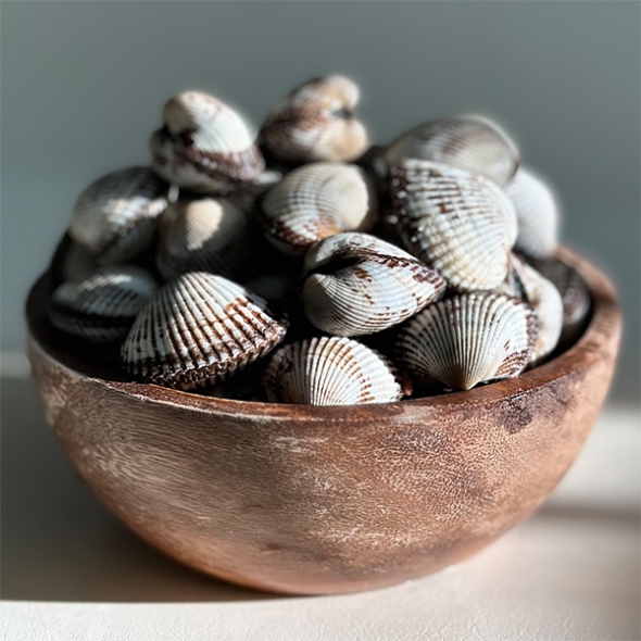 남해 산지직송  새꼬막(푸)