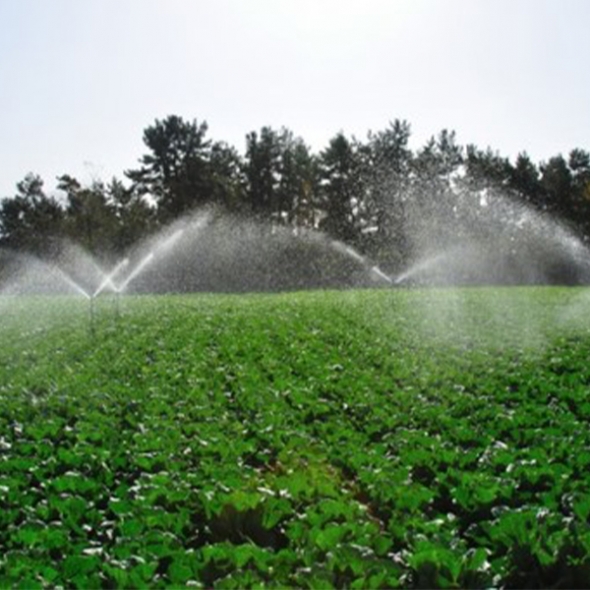  [주말특가] 저온숙성 발효 묵은지(푸)