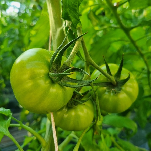 [오커캄스] 부산 대저 토마토 대저 짭짤이 토마토 1kg 2.5kg