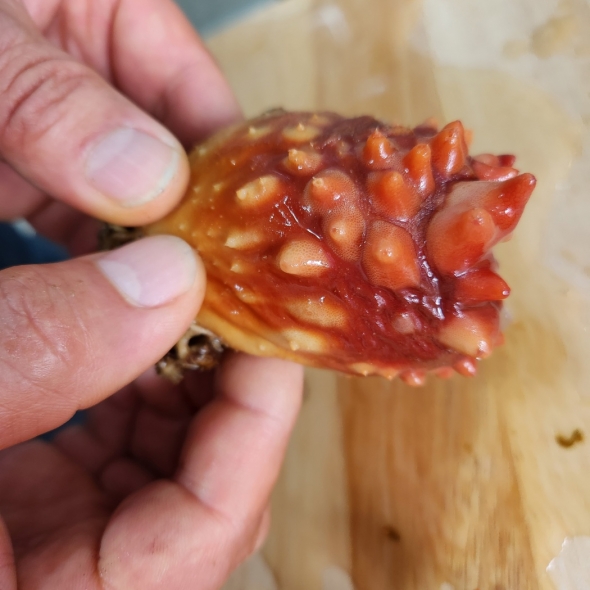 [만원의 행복] 활멍게1kg