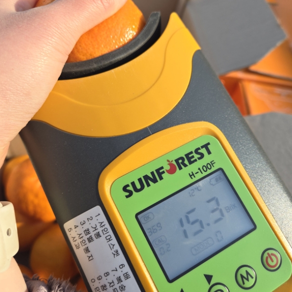 [제주햇살 담은] 제주 레드향 [2kg-5kg] [무지박스]