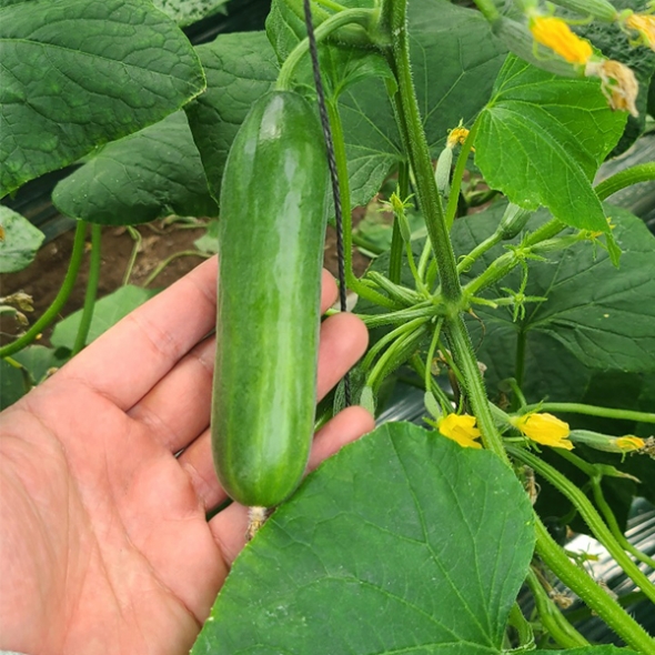 [만원의 행복] [한입최고] 대세 미니오이 500g 1kg 2kg 아삭한 오이