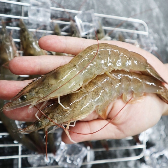 [오커브팜] 흰다리 새우 활새우 500g 1kg