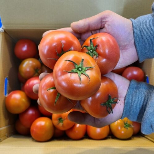 달다 달다 완숙토마토 3KG/5KG/10KG