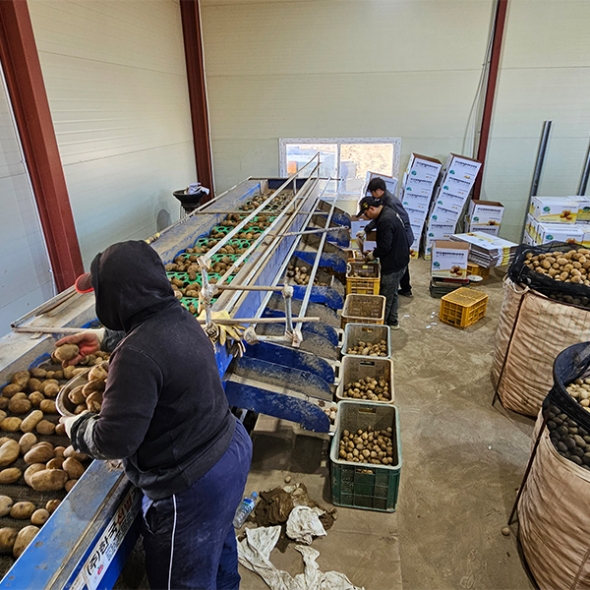 [신한카드 할인] 포슬포슬 속이 꽉찬 햇감자(푸)