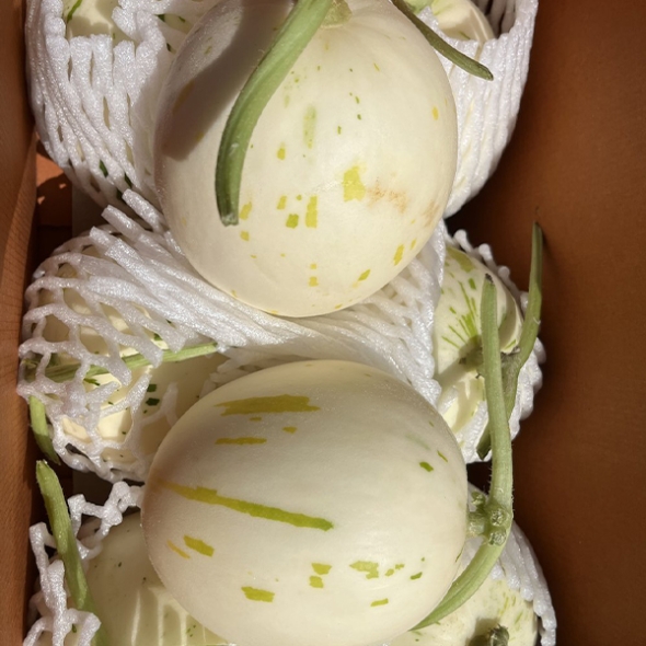 부드러운 과육  백자메론(푸)