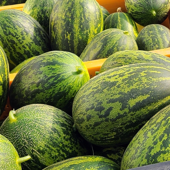 [바라봄] 당도좋은 고령 파파야 메론 2kg(3~6과)/3kg(4~8과)/5kg(6~12과)