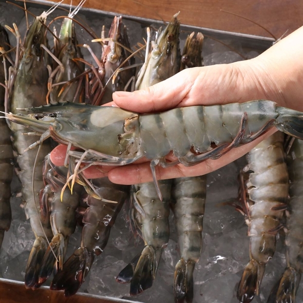 모조나인 킹 블랙타이거새우 10미(500g)