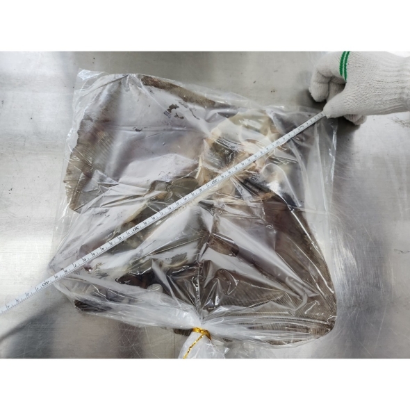 [ 남도바다먹거리 ] 반건조 가오리700그램전후  1마리