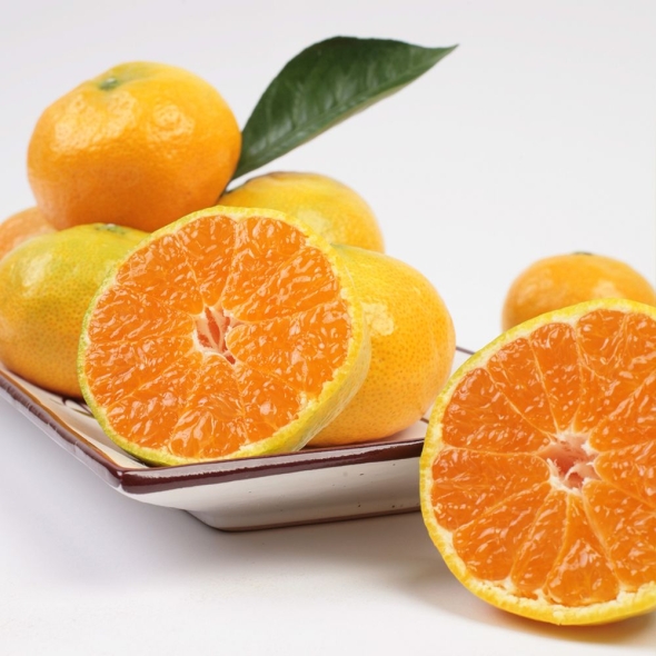 [미가원] 제주직송 돌담농장 비가림감귤 1.5kg/2.5kg/4.5kg