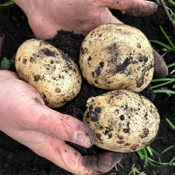 [자연농장] 25년산 햇 수미감자 2Kg/3Kg/5Kg/10Kg (중/대/특/왕특)