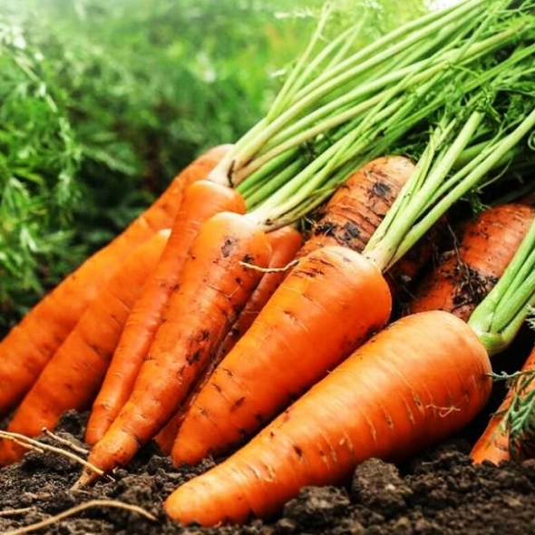 [보름데이] 제주산 햇당근 구좌당근 흙당근 2kg 5kg 10kg