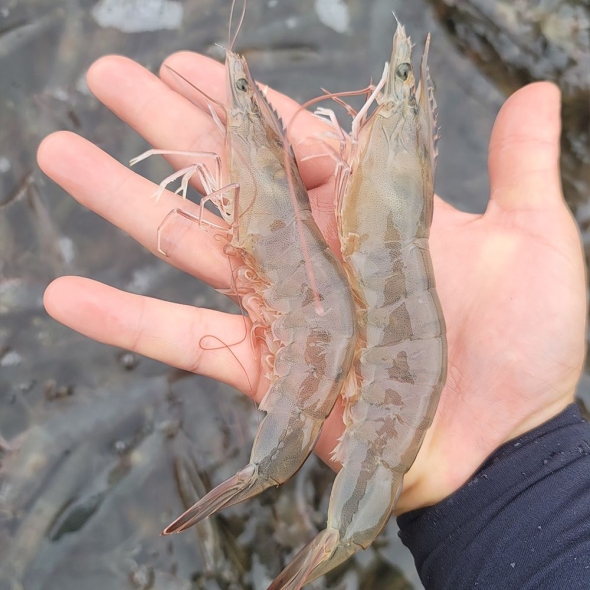 [푸토리] 싱싱하고 탱글한 신안 흰다리 활새우 500g / 1kg (20~40미내외)