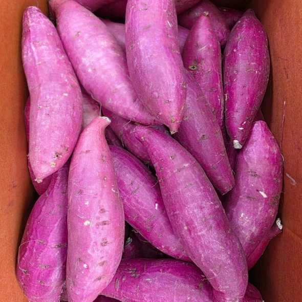 달달구리 햇 밤고구마/햇 호박고구마 5kg,10kg