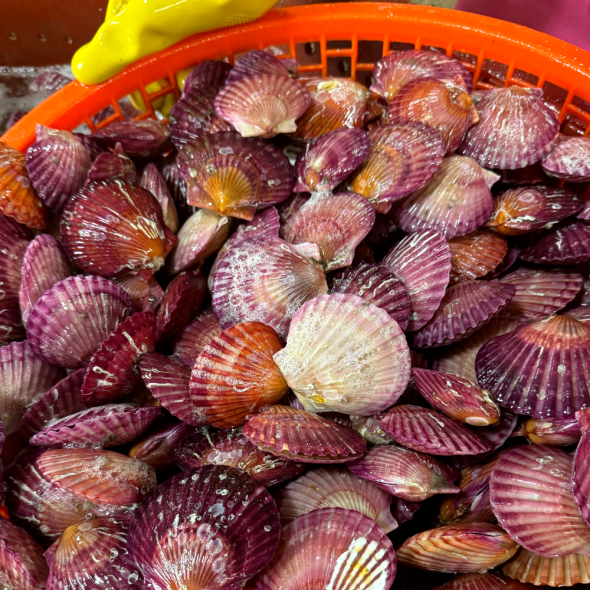 A급 손세척 홍가리비 산지직송 경남고성 구이 찜 1kg