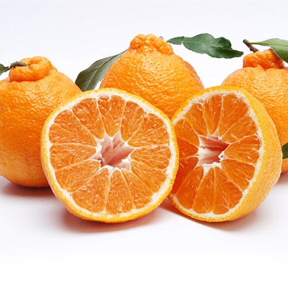 새콤달콤 제주한라봉 3kg(10~12개)