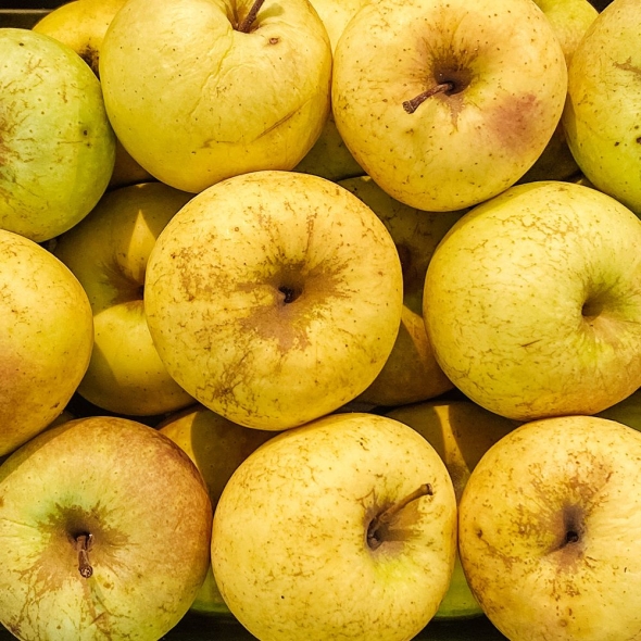 [향기담은] 경북 시나노골드 사과 3kg/6kg/10kg (쥬스용)