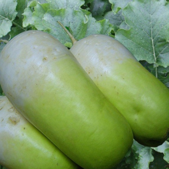 [김장철] [국내산]황토 무우_중량선택