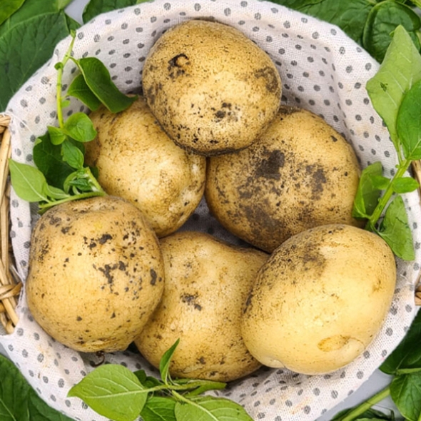 [하늘농장] 25년산 남도 햇 감자 3Kg/5Kg (중/대/특/왕특)