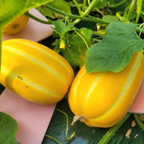 [바라봄] 생생 성주 참외 2.5kg / 3.5kg (소과/로얄과/대과)
