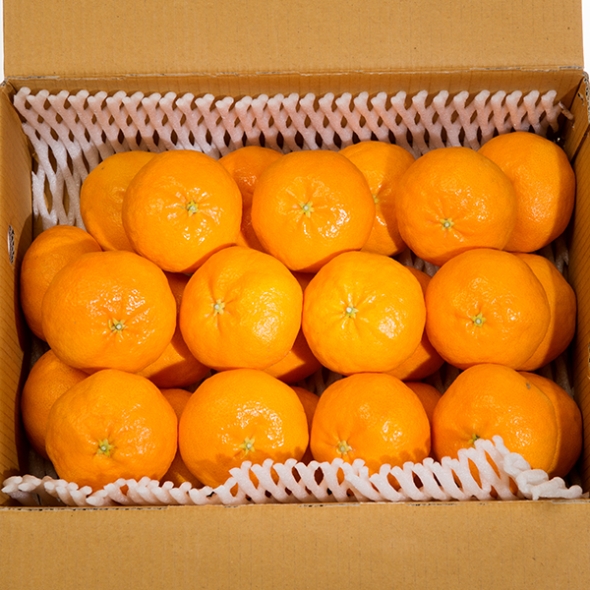 제주직송 실속형 고당도 천혜향 2.5kg/4.5kg