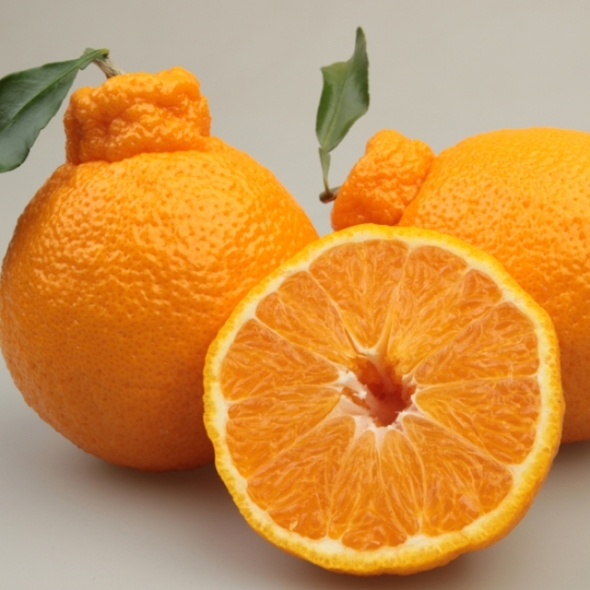 [보름데이] 고당도 제주산 한라봉 3kg/5kg 새콤달콤