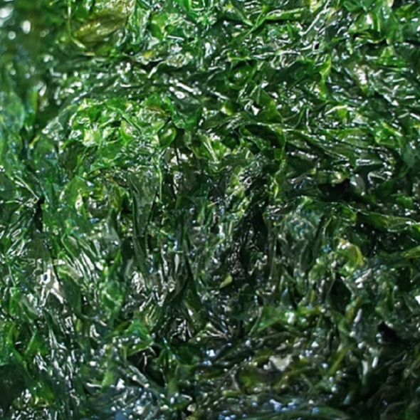 [하늘농장] 완도산 햇 생파래(물파래) 2kg