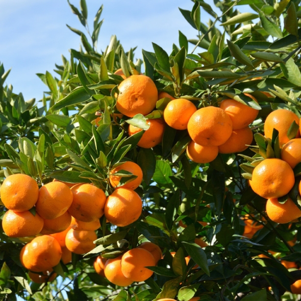 제주직송 실속형 새콤달콤 노지감귤 2.5kg/4.5kg