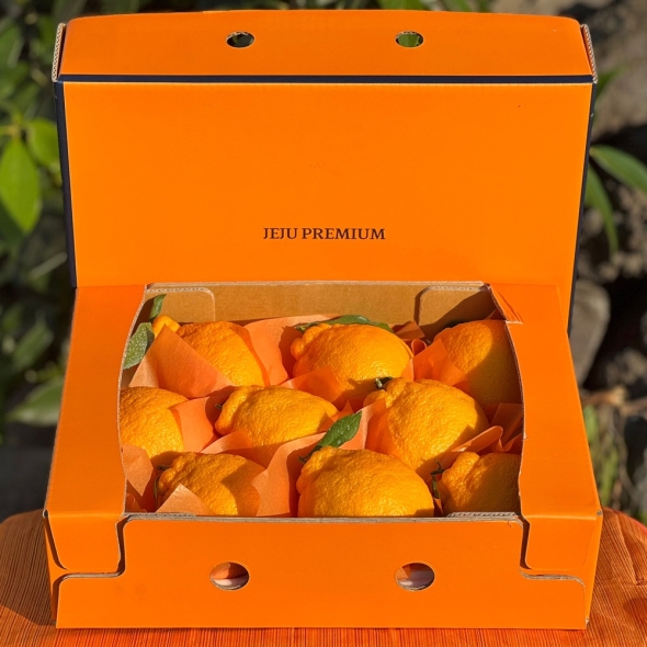 [미가원] 제주직송 돌담농장 선물용 한라봉 2.5kg 소/중/대과