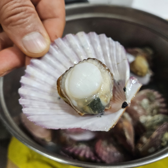 홍지수산 고흥 홍가리비  바다향 달달한 꿀가리비1kg
