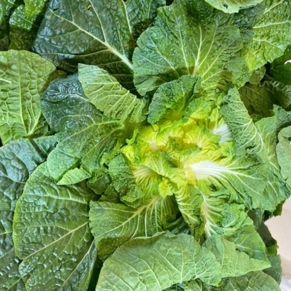 진도 해풍 봄동 2kg(7-12입) /3kg(10-16입)